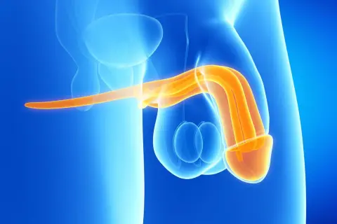 Anatomical illustration showing the male reproductive system. The penis, highlighted in orange, is shown in cross-section, revealing its internal structures. The testes are visible below. The image depicts a potential scenario of krew z penisa podczas ...