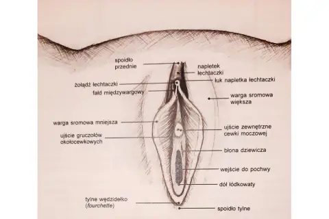 Ilustracja anatomiczna pokazuje, jak wygląda łechtaczka, jej napletek, żołądź, wargi sromowe i inne elementy żeńskich narządów płciowych.