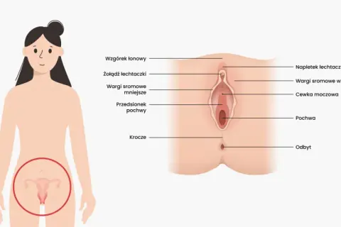 Ilustracja anatomiczna przedstawia zewnętrzne narządy płciowe kobiety, w tym pochwę, łechtaczkę i wargi sromowe.